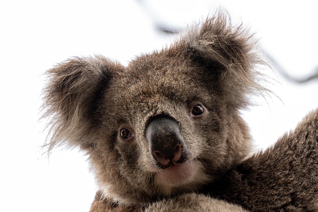Women’s Hockey in Australia