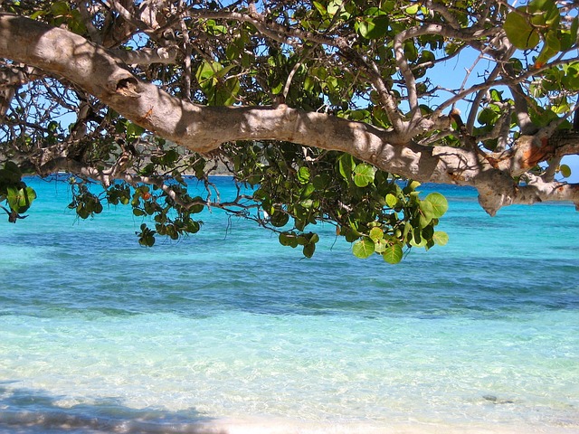 Field Hockey in Barbados