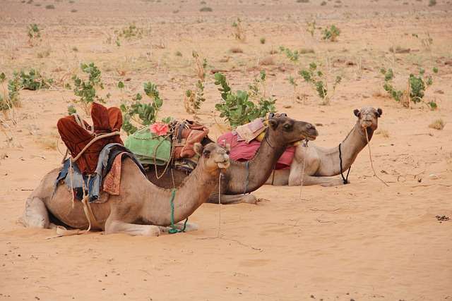 Baseball in Mauritania - culture, history, and development.