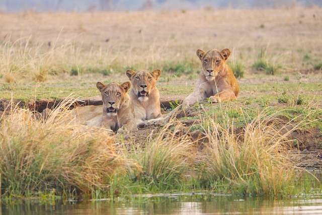 Baseball in Zambia - culture, history, and development.
