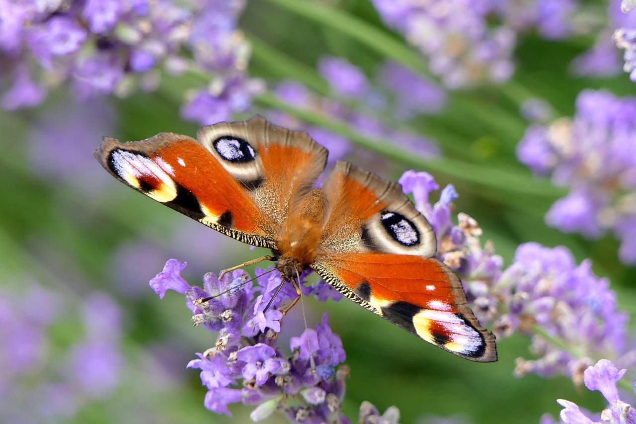The Butterfly Goaltending Revolution