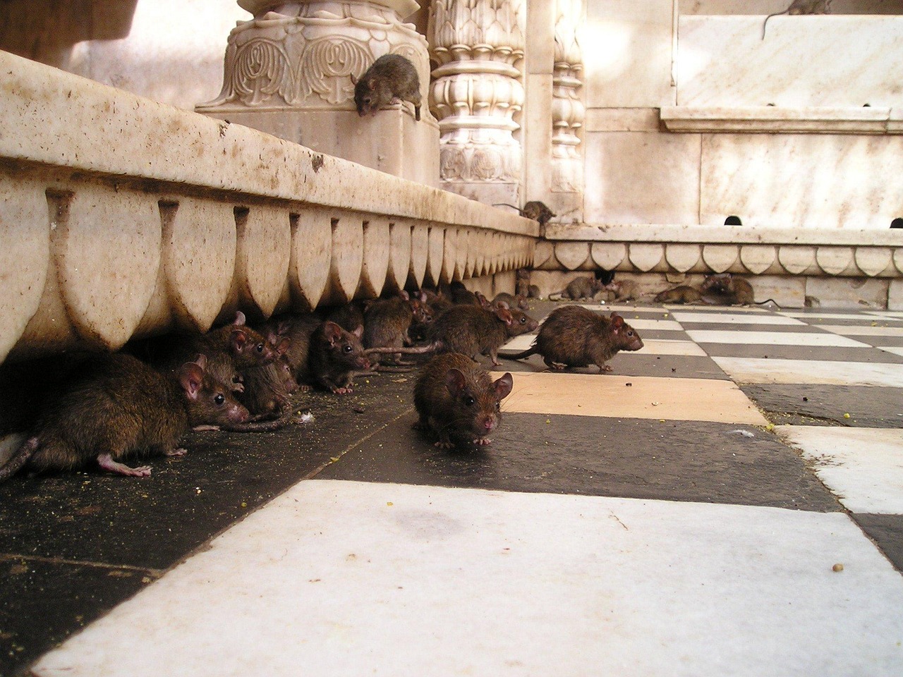 The Florida Panthers’ Rat Trick and Hockey’s Weirdest Playoff Tradition